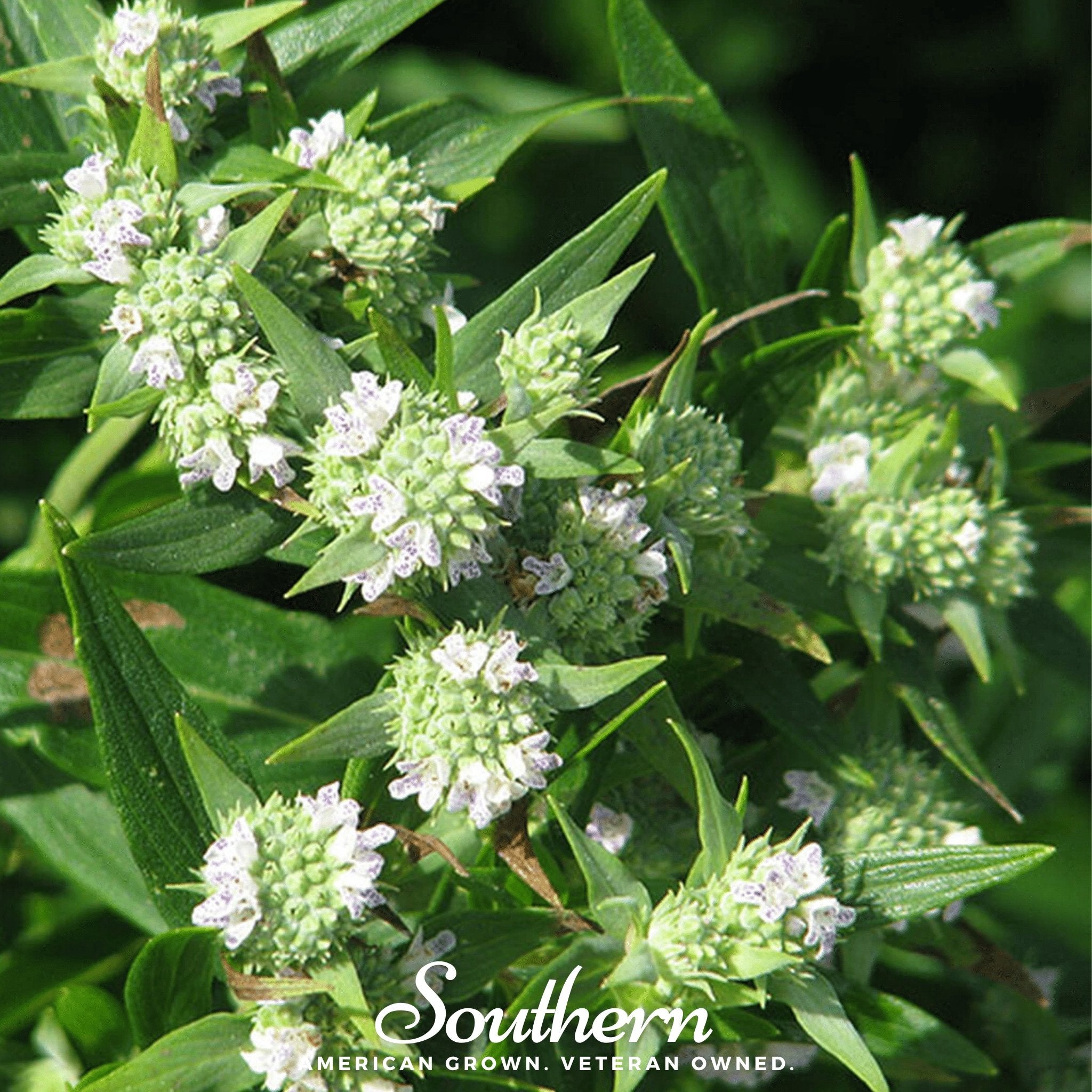 Mountain Mint (Pycnanthemum pilosum) - 100 Seeds seed packet from Seed Therapy – American - grown, heirloom seeds