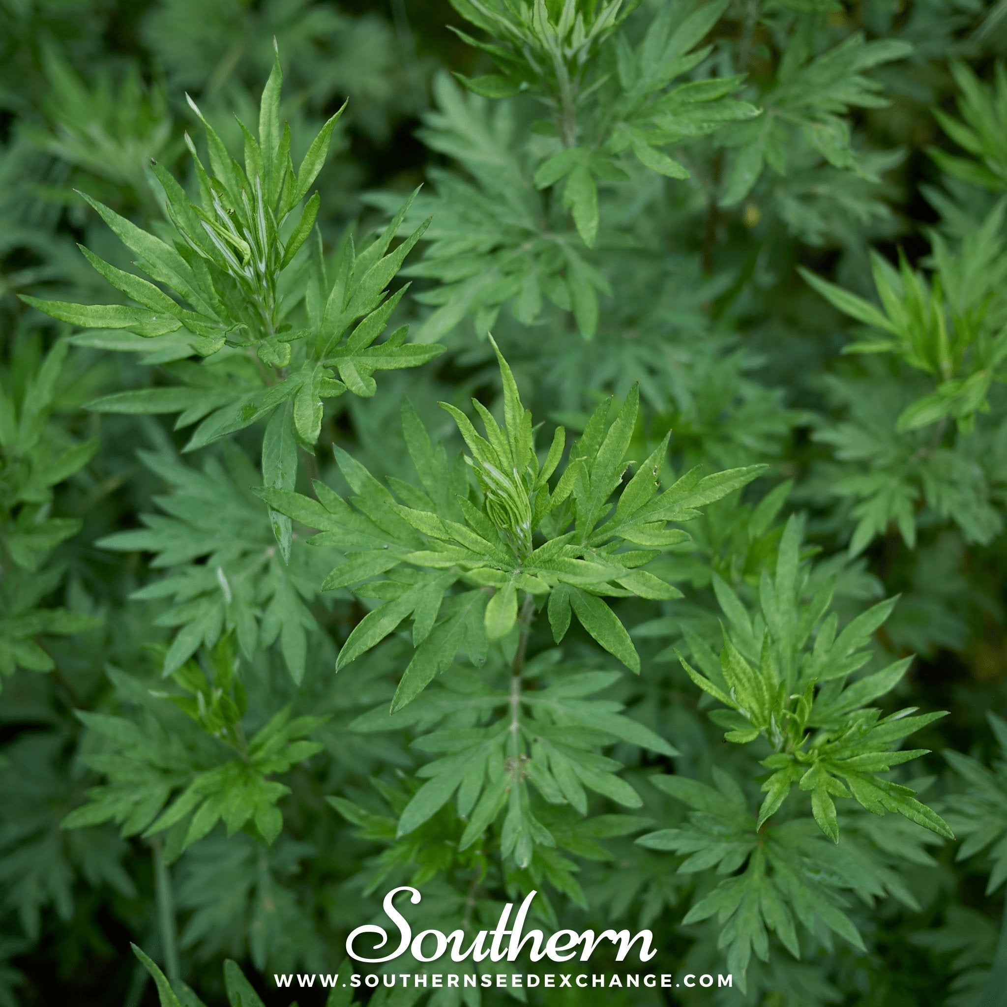 Mugwort (Artemisia vulgaris) - 100 Seeds seed packet from Seed Therapy – American - grown, heirloom seeds