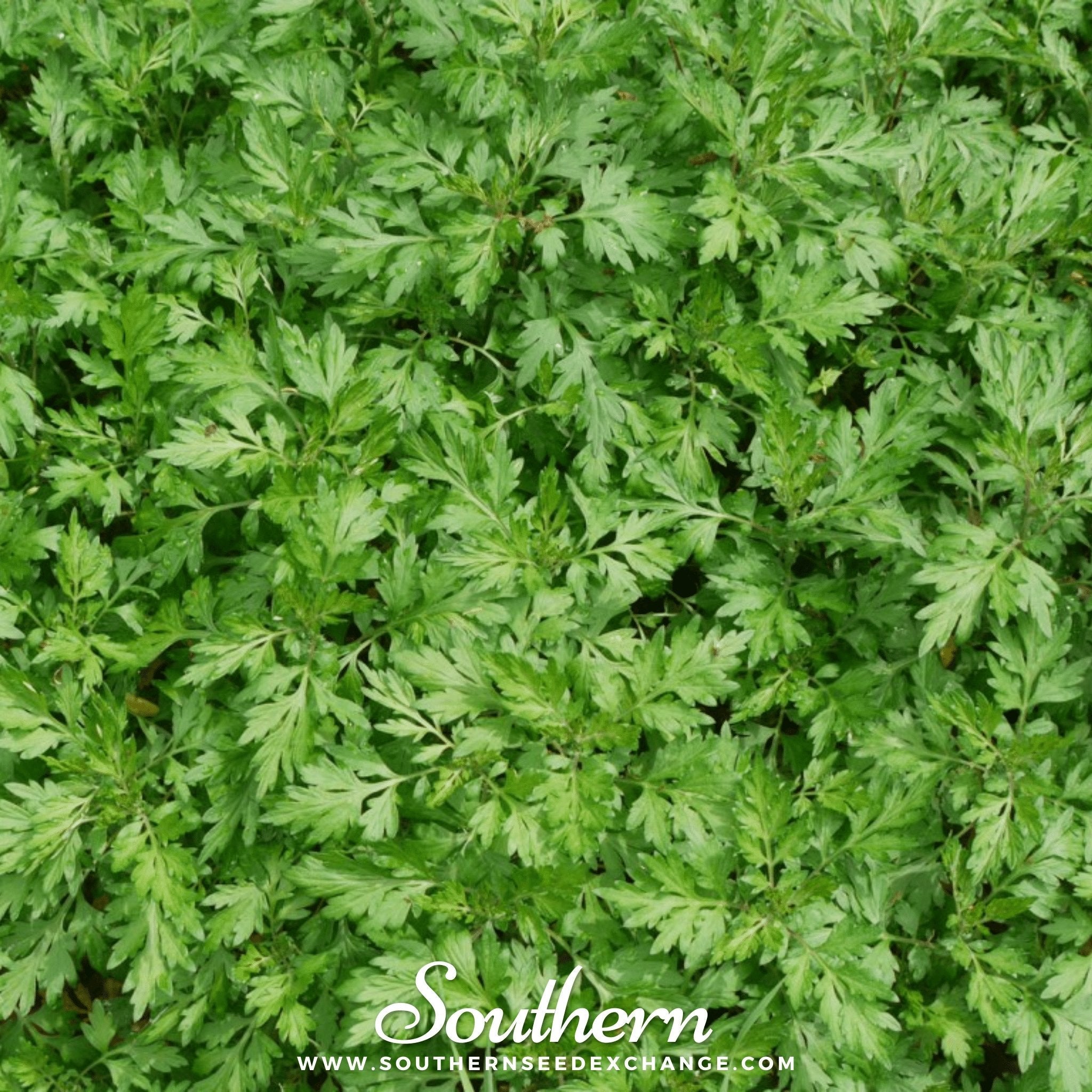 Mugwort (Artemisia vulgaris) - 100 Seeds seed packet from Seed Therapy – American - grown, heirloom seeds