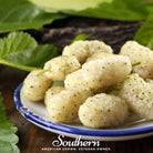 Mulberry, White (Morus alba) - 50 Seeds seed packet from Seed Therapy – American - grown, heirloom seeds