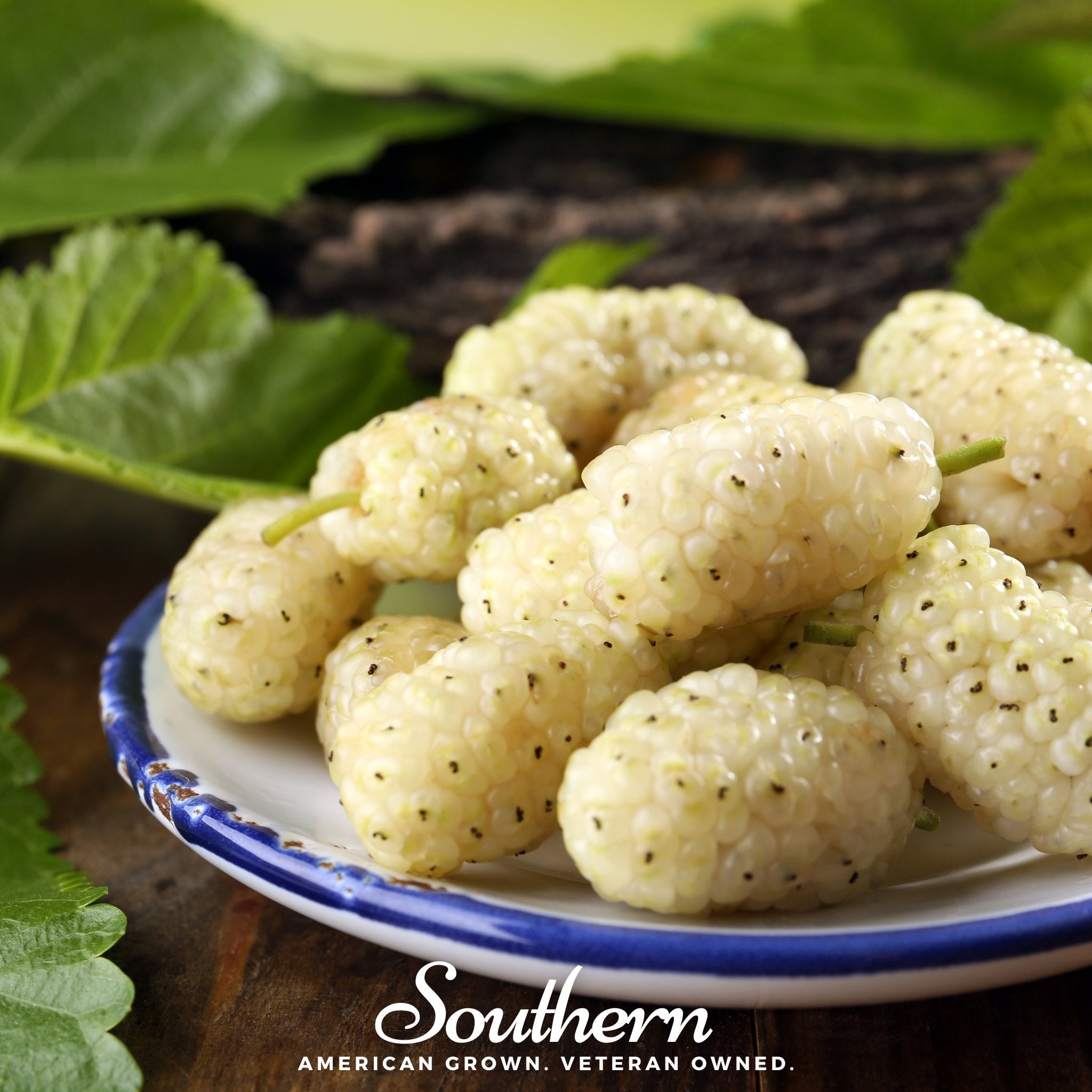 Mulberry, White (Morus alba) - 50 Seeds seed packet from Seed Therapy – American - grown, heirloom seeds