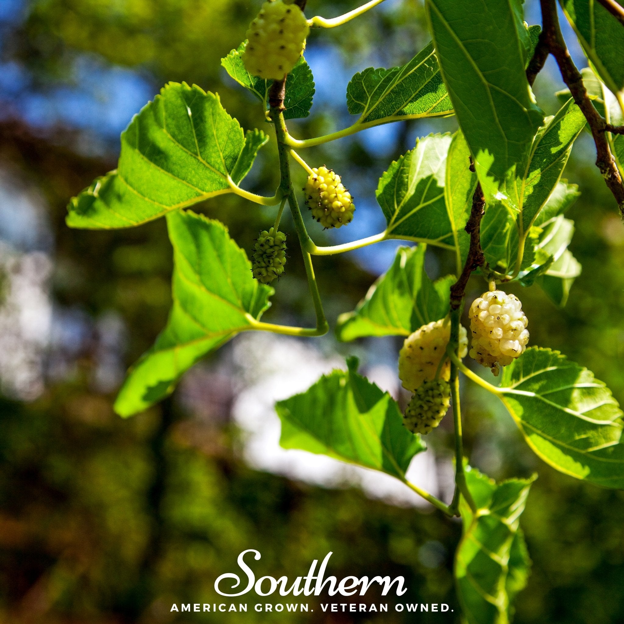 Mulberry, White (Morus alba) - 50 Seeds seed packet from Seed Therapy – American - grown, heirloom seeds
