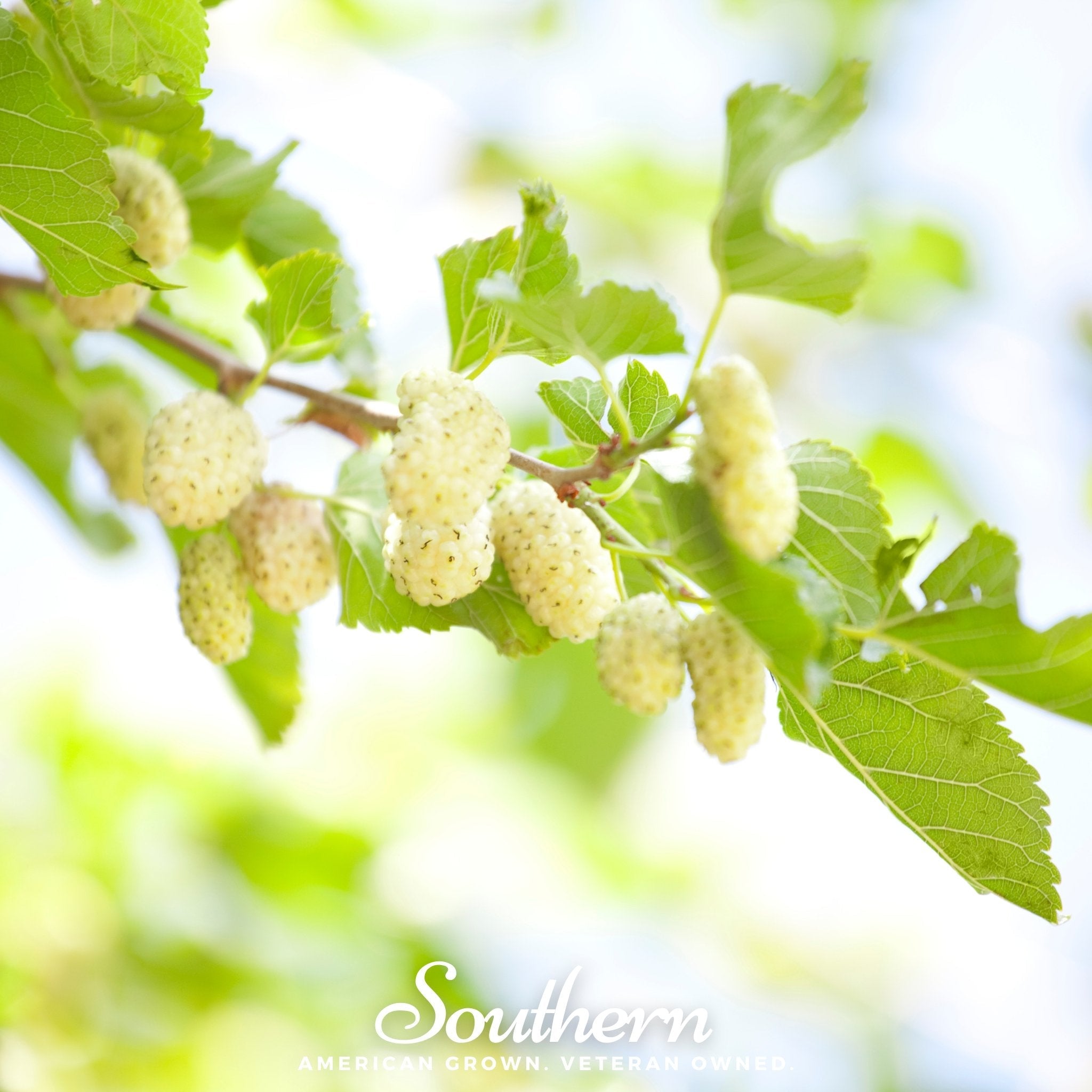 Mulberry, White (Morus alba) - 50 Seeds seed packet from Seed Therapy – American - grown, heirloom seeds