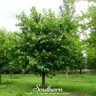 Mulberry, White (Morus alba) - 50 Seeds seed packet from Seed Therapy – American - grown, heirloom seeds
