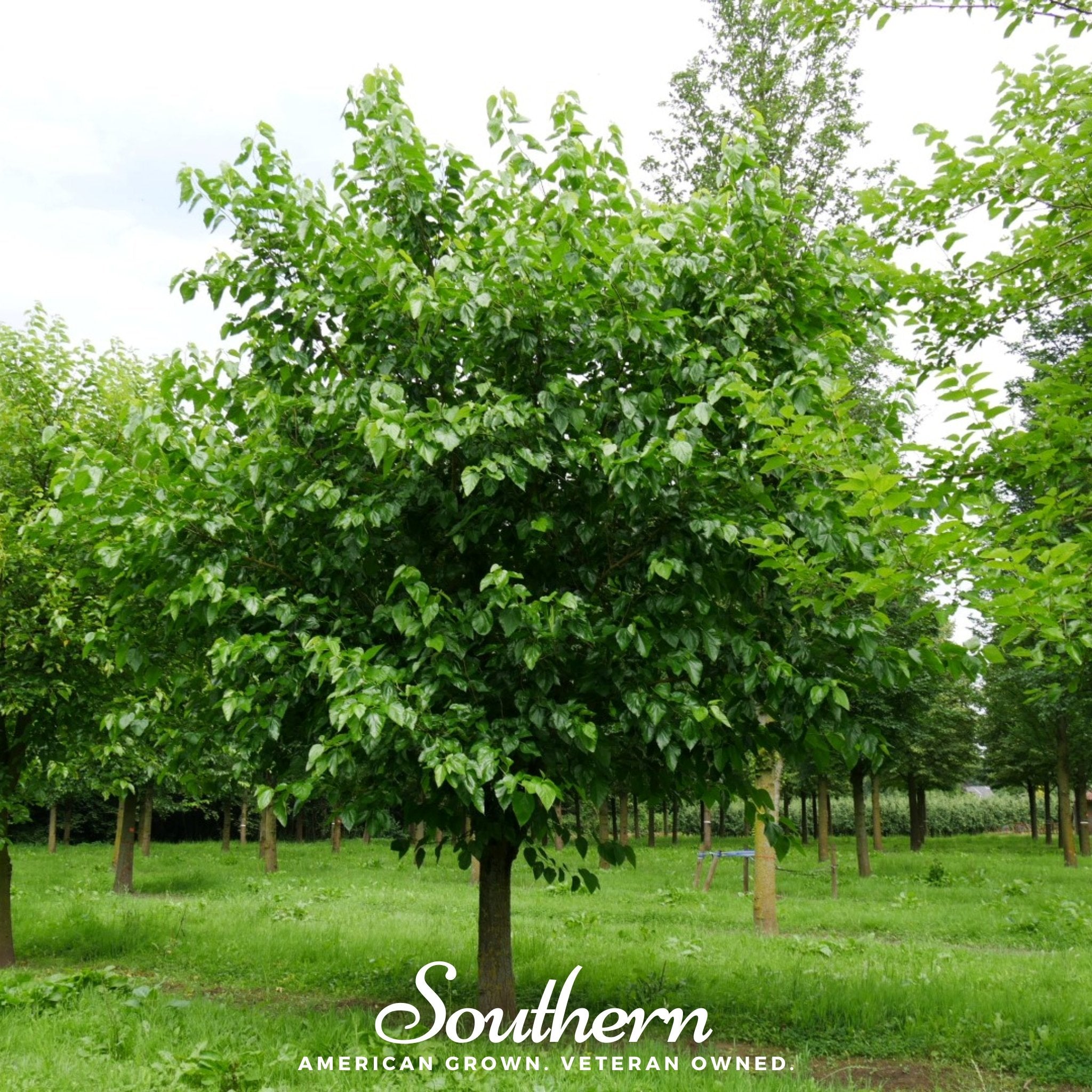 Mulberry, White (Morus alba) - 50 Seeds seed packet from Seed Therapy – American - grown, heirloom seeds