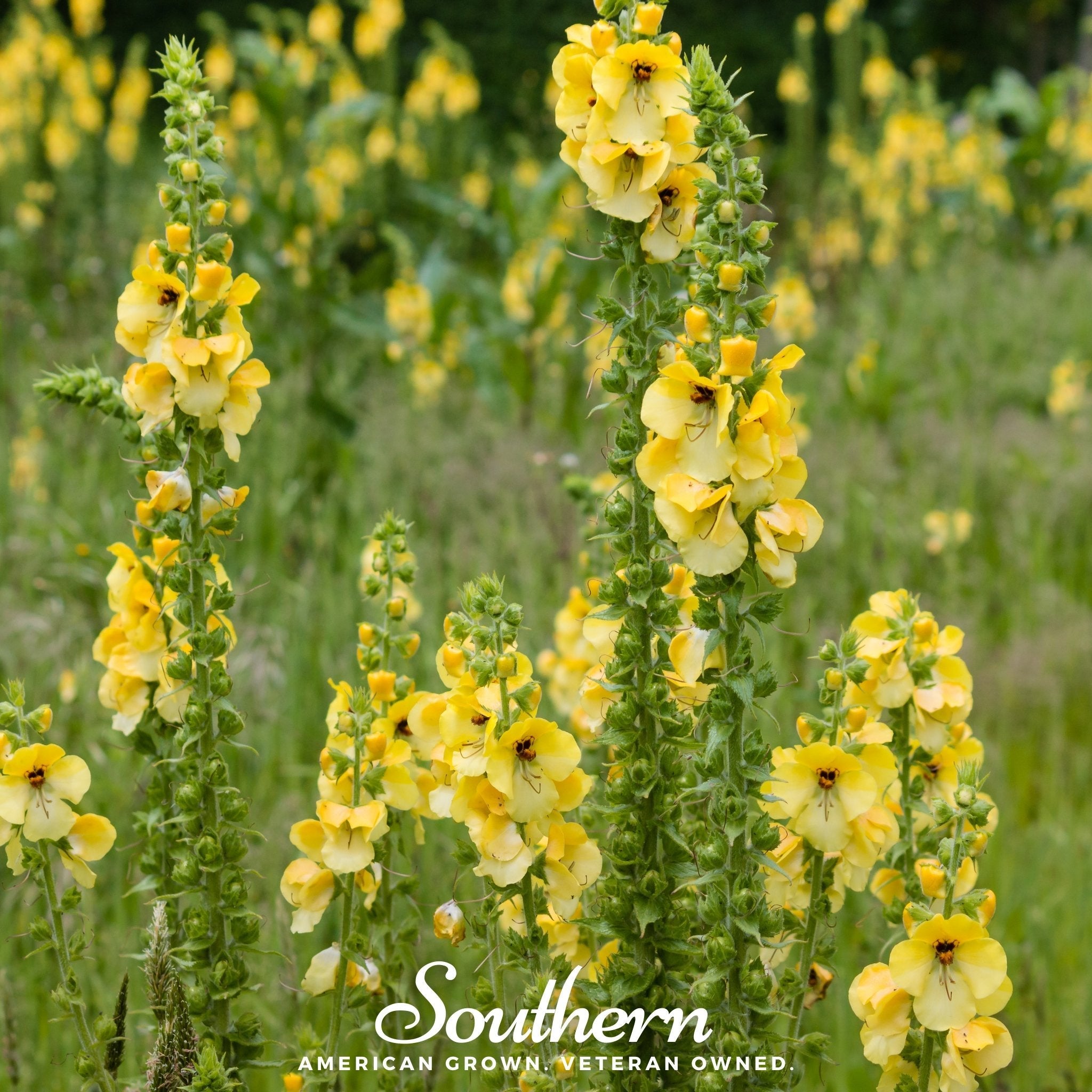 Mullein, Common (Verbascum thapsus) - 100 Seeds seed packet from Seed Therapy – American - grown, heirloom seeds