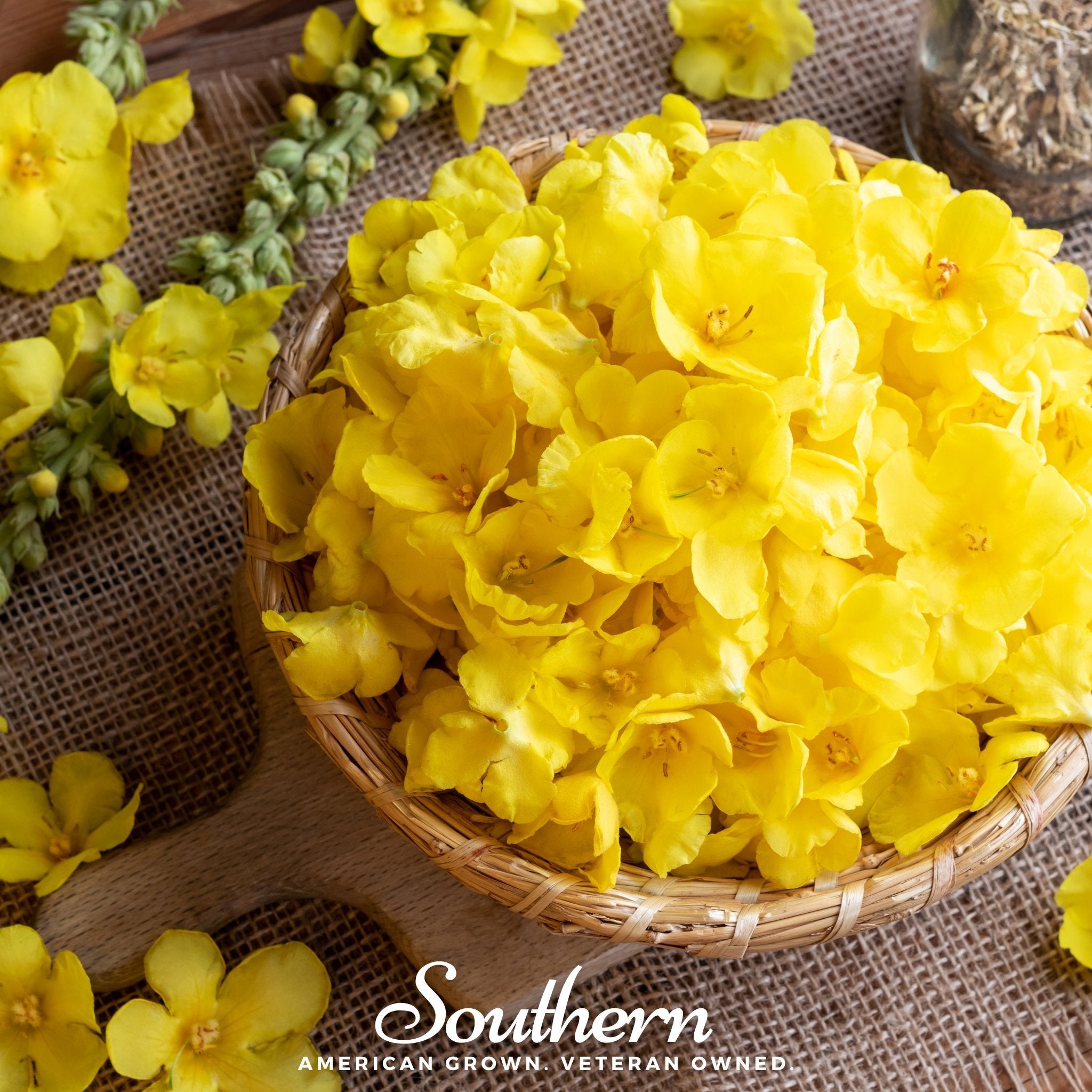 Mullein, Common (Verbascum thapsus) - 100 Seeds seed packet from Seed Therapy – American - grown, heirloom seeds