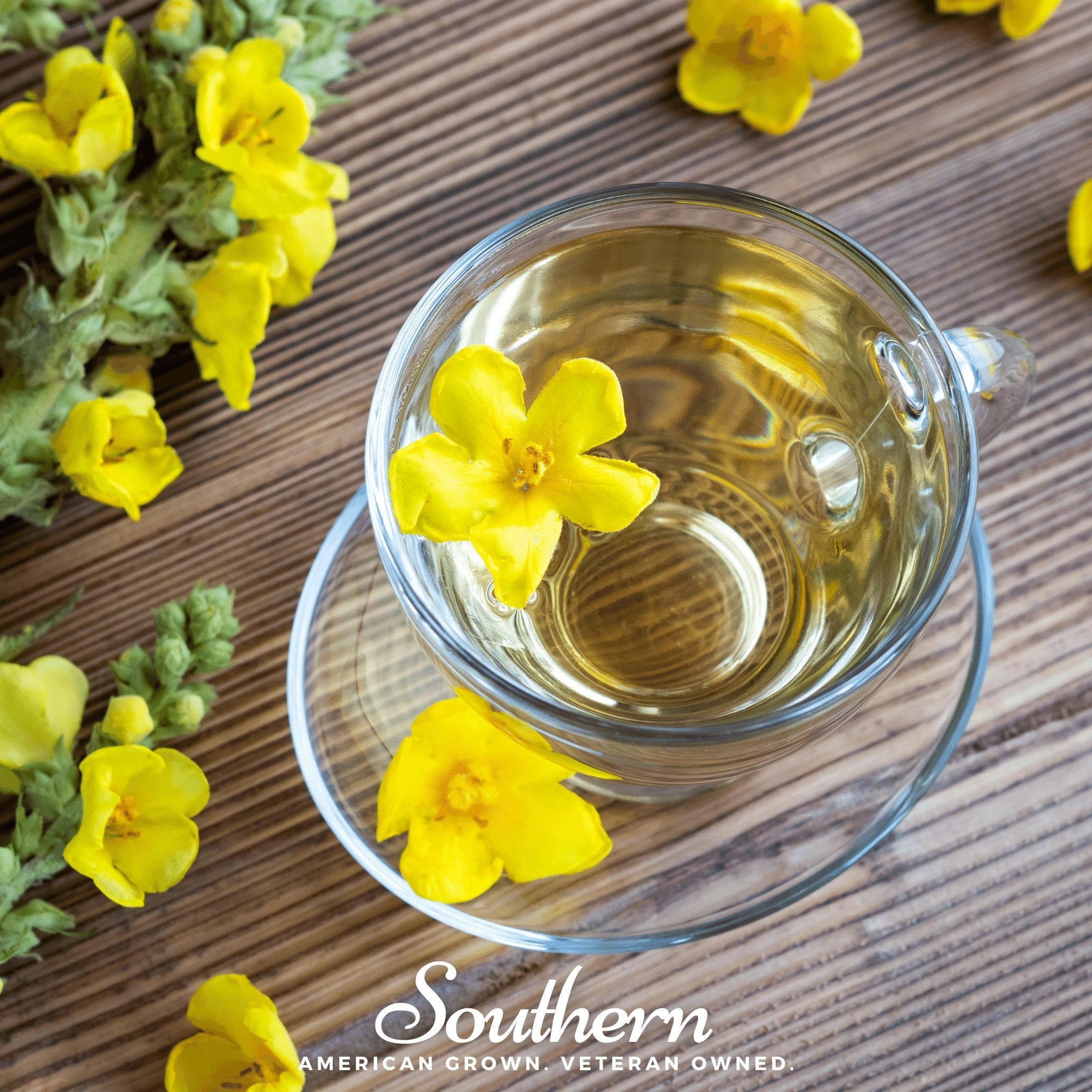 Mullein, Greek (Verbascum olympicum) - 100 Seeds seed packet from Seed Therapy – American - grown, heirloom seeds