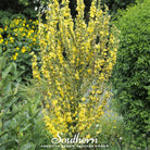 Mullein, Greek (Verbascum olympicum) - 100 Seeds seed packet from Seed Therapy – American - grown, heirloom seeds