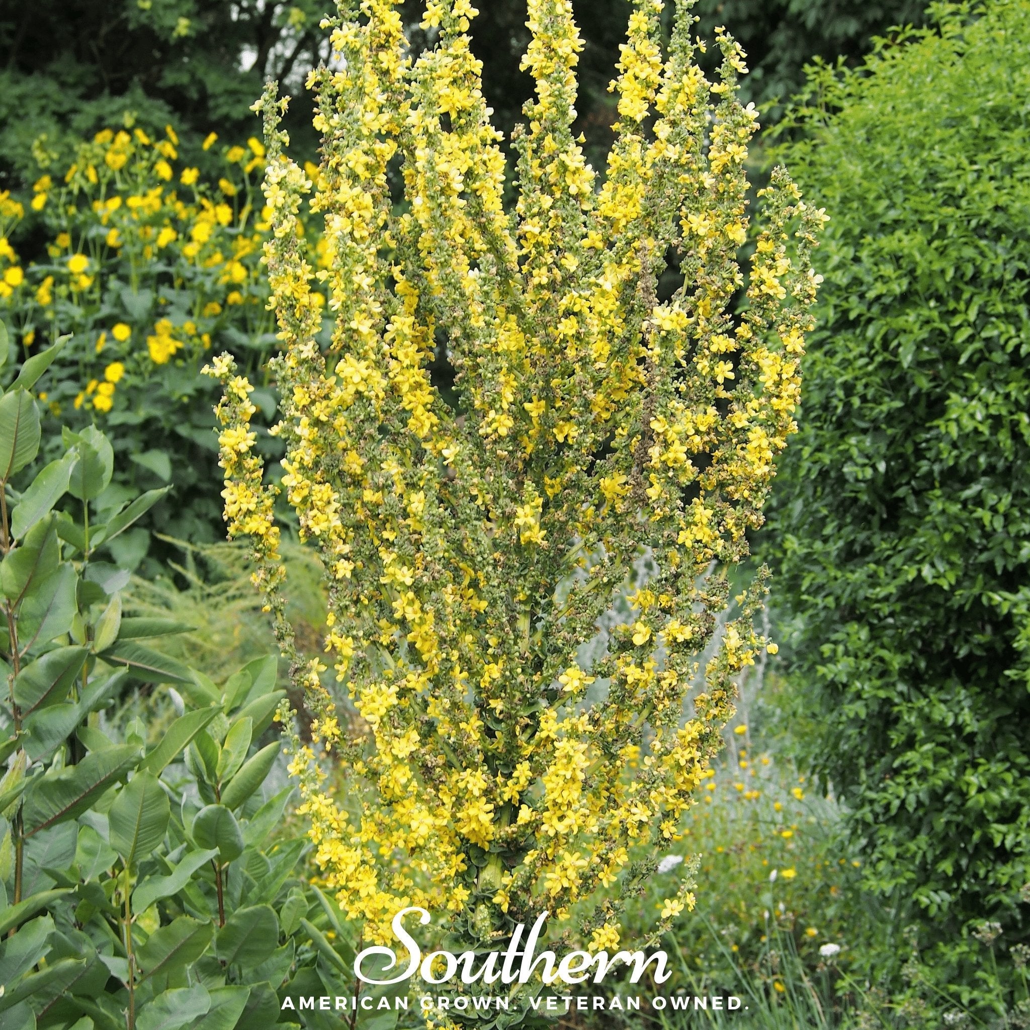Mullein, Greek (Verbascum olympicum) - 100 Seeds seed packet from Seed Therapy – American - grown, heirloom seeds
