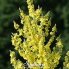 Mullein, Greek (Verbascum olympicum) - 100 Seeds seed packet from Seed Therapy – American - grown, heirloom seeds