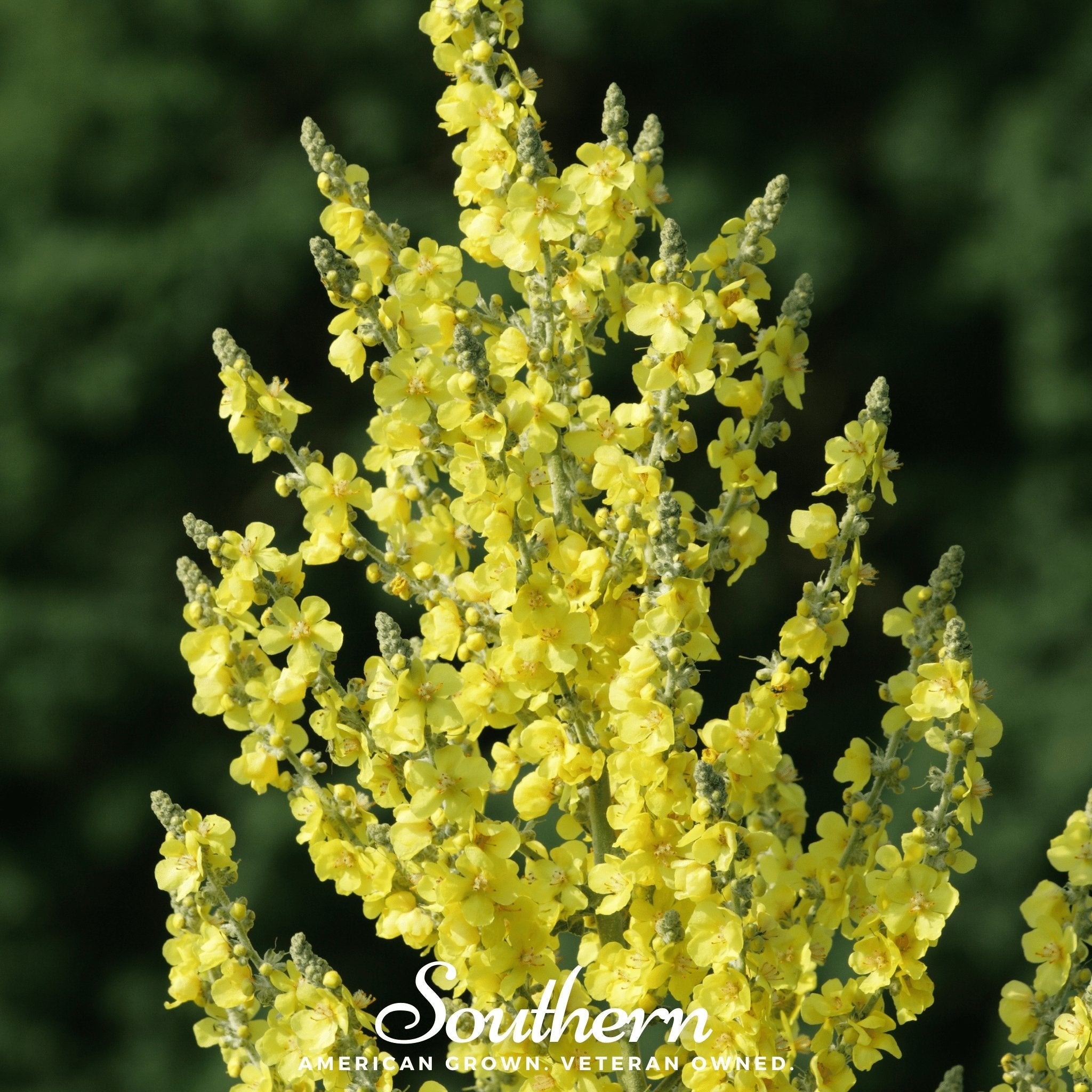 Mullein, Greek (Verbascum olympicum) - 100 Seeds seed packet from Seed Therapy – American - grown, heirloom seeds