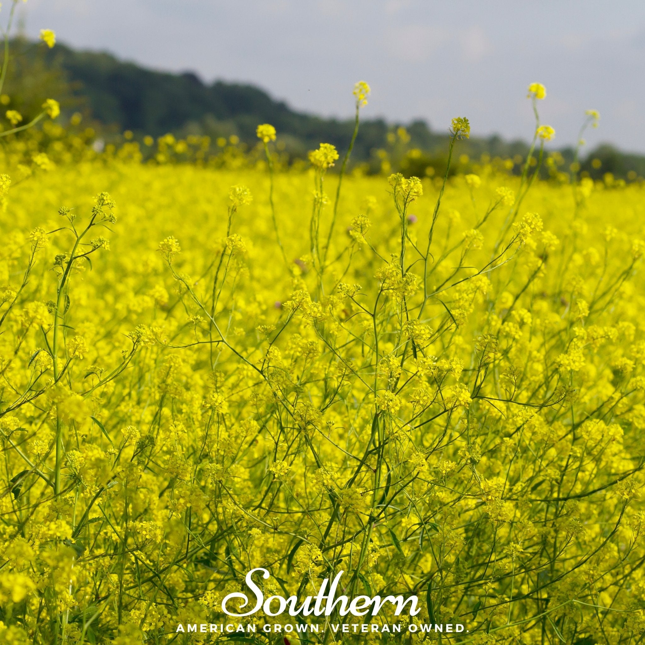 Mustard, Black (Brassica Nigra) - 500 Seeds seed packet from Seed Therapy – American - grown, heirloom seeds