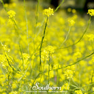 Mustard, Black (Brassica Nigra) - 500 Seeds seed packet from Seed Therapy – American - grown, heirloom seeds