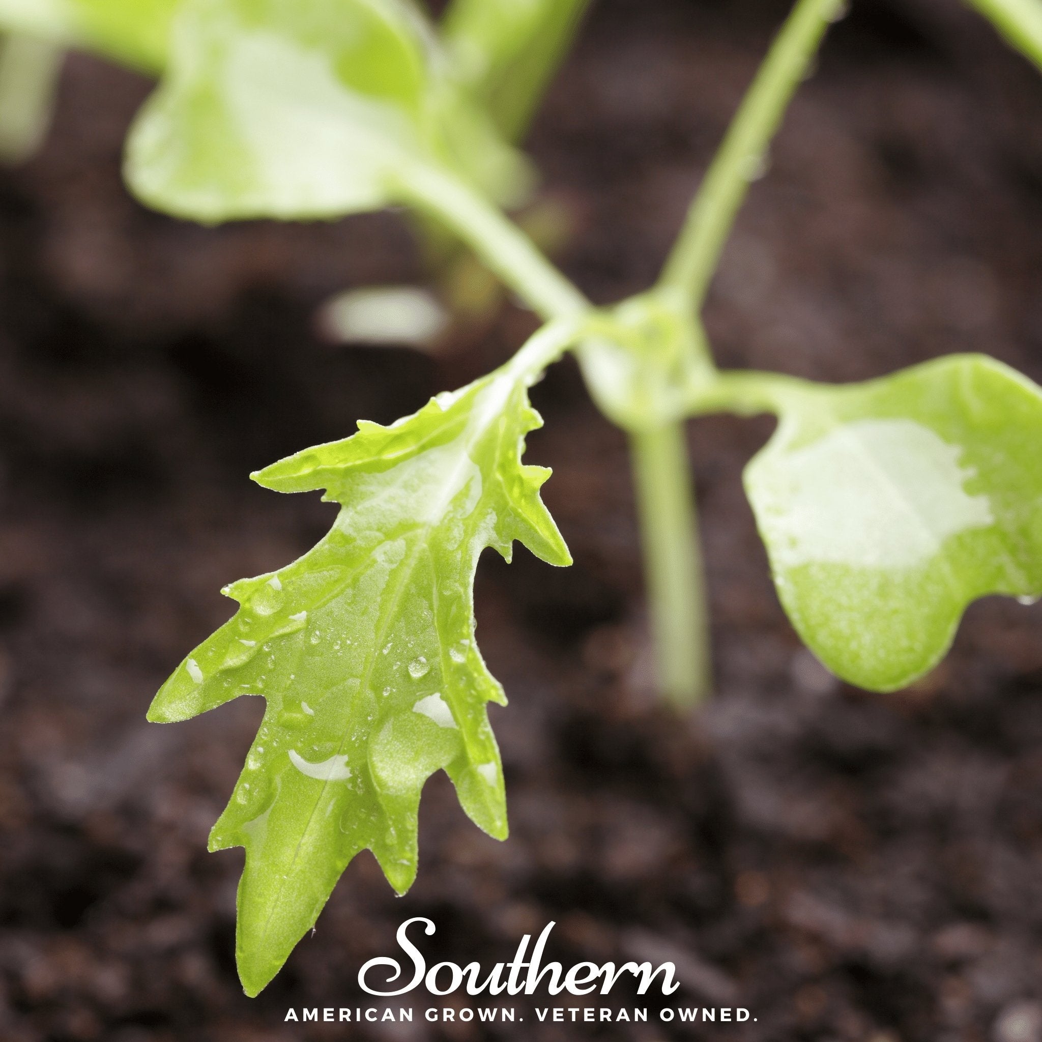 Mustard, Mizuna Early (Brassica rapa) - 100 Seeds seed packet from Seed Therapy – American - grown, heirloom seeds