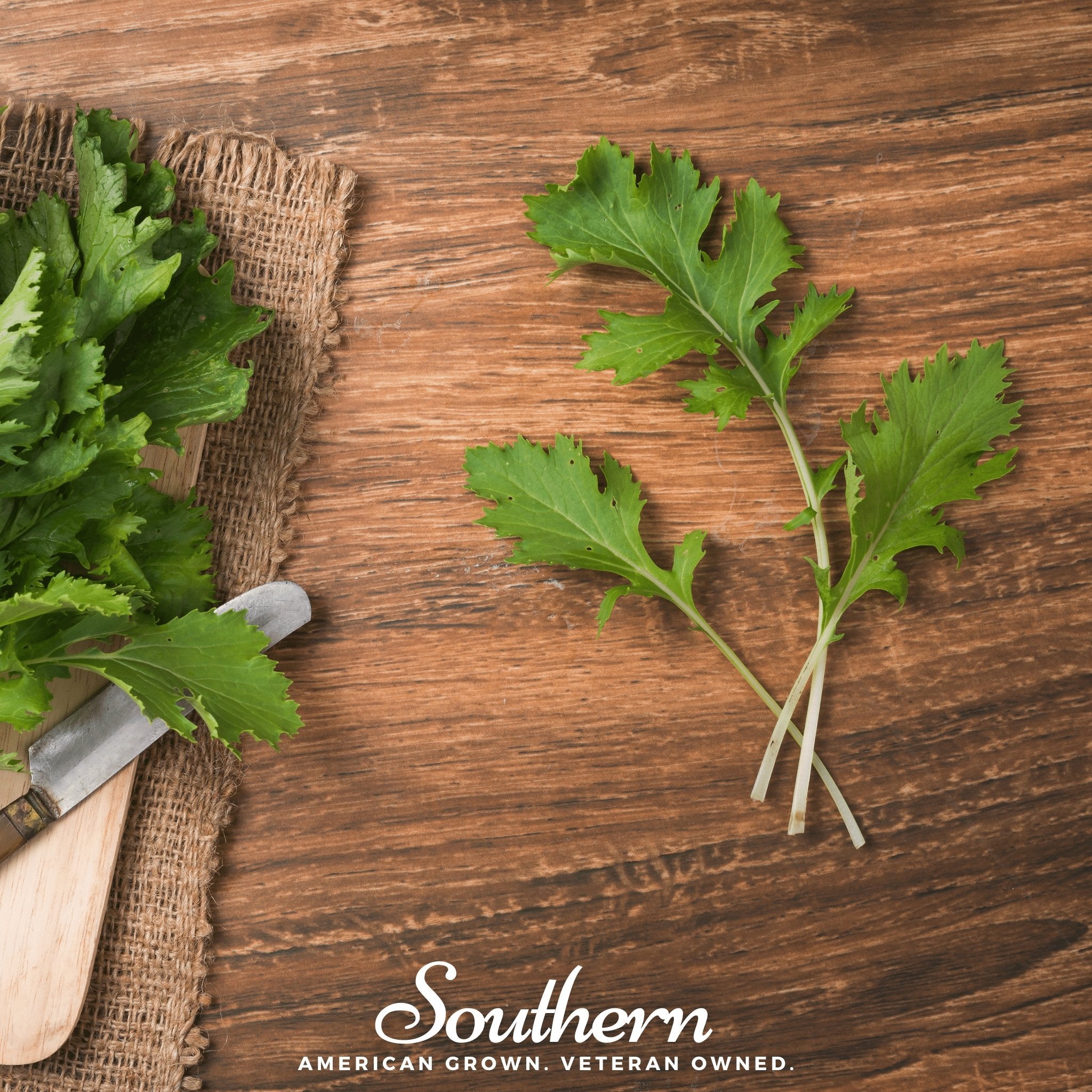 Mustard, Mizuna Early (Brassica rapa) - 100 Seeds seed packet from Seed Therapy – American - grown, heirloom seeds