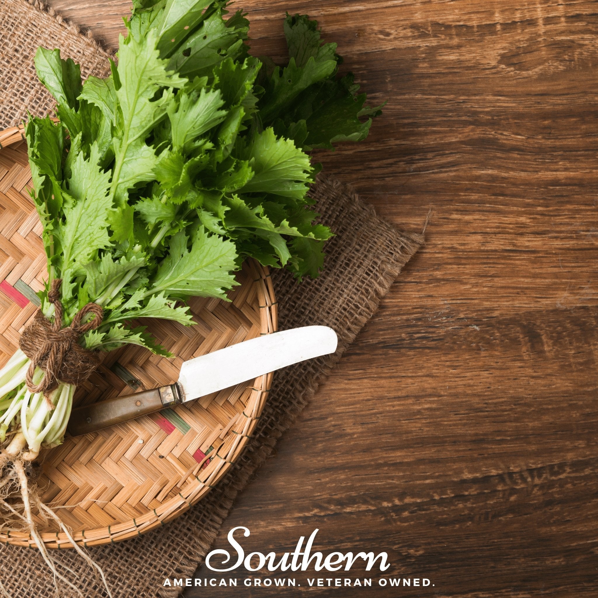 Mustard, Mizuna Early (Brassica rapa) - 100 Seeds seed packet from Seed Therapy – American - grown, heirloom seeds