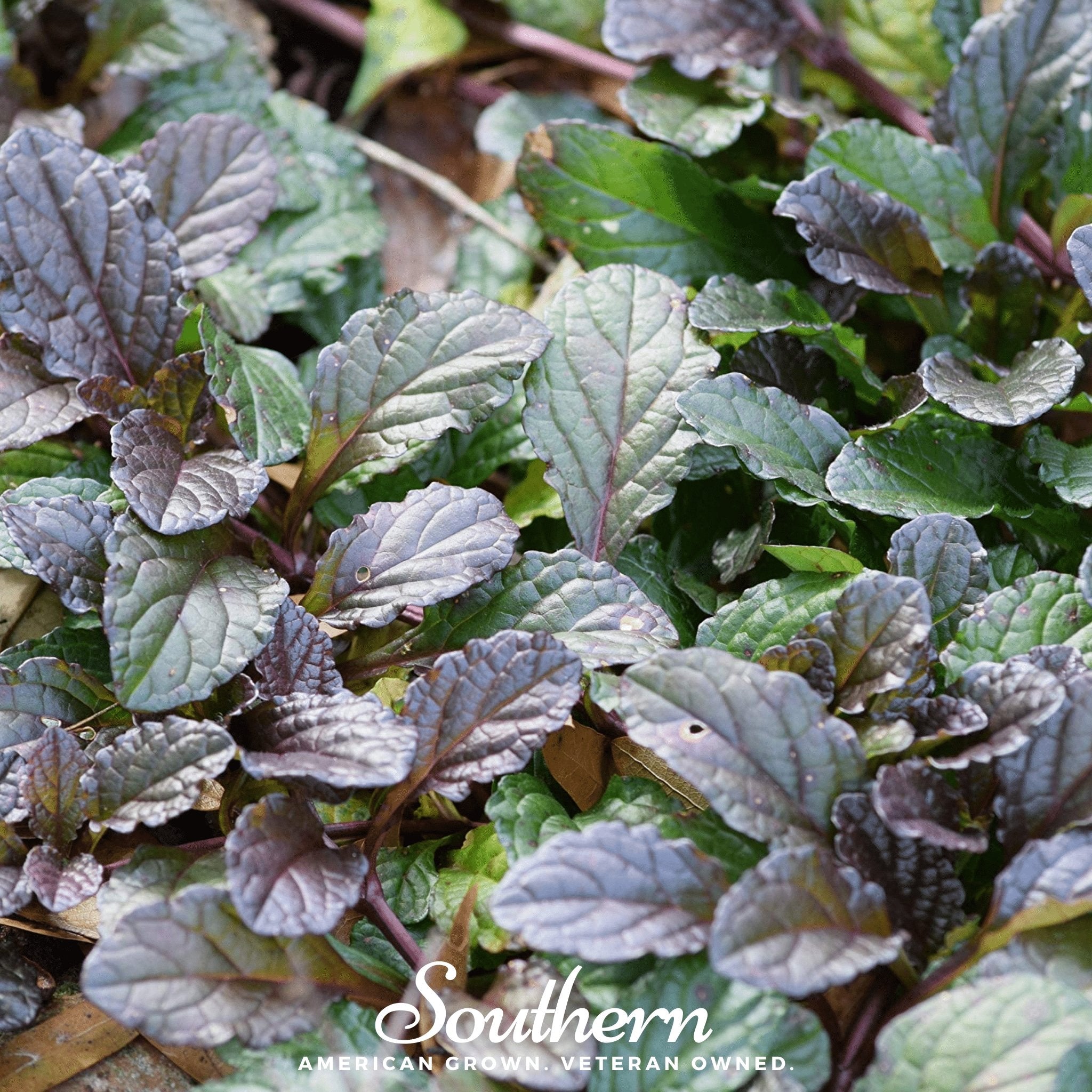 Mustard, Osaka Purple (Brassica juncea) - 100 Seeds seed packet from Seed Therapy – American - grown, heirloom seeds