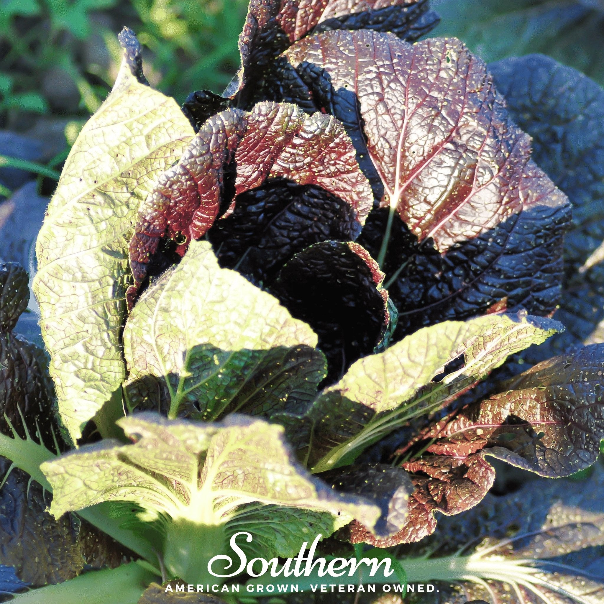 Mustard, Red Giant (Brassica juncea) - 100 Seeds seed packet from Seed Therapy – American - grown, heirloom seeds