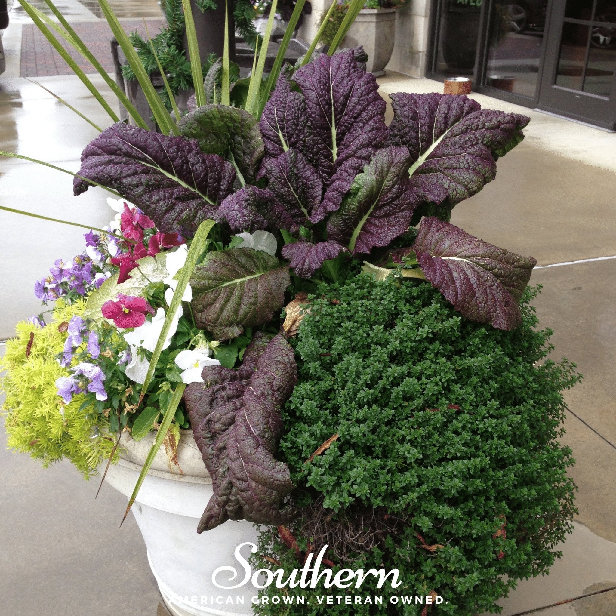 Mustard, Red Giant (Brassica juncea) - 100 Seeds seed packet from Seed Therapy – American - grown, heirloom seeds