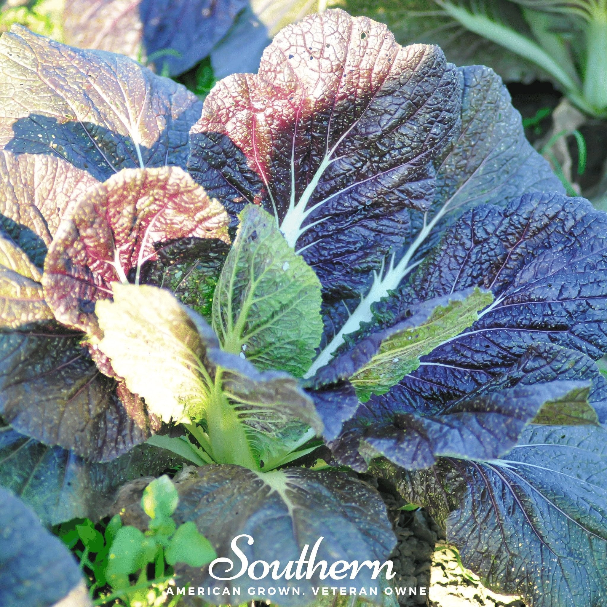 Mustard, Red Giant (Brassica juncea) - 100 Seeds seed packet from Seed Therapy – American - grown, heirloom seeds