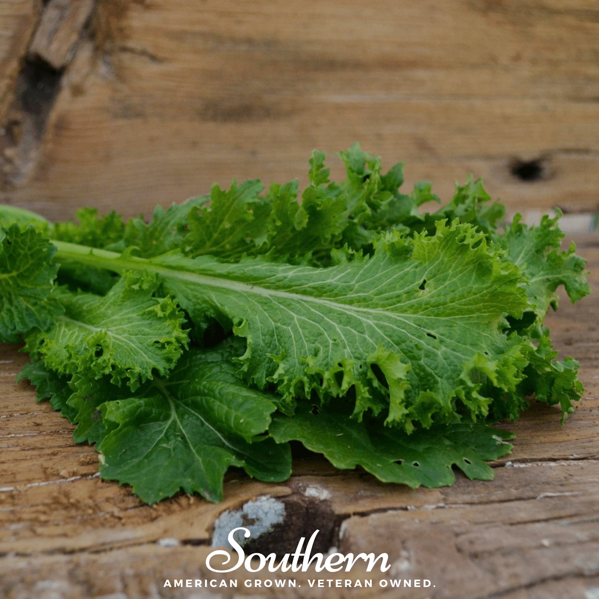 Mustard, Southern Giant (Brassica juncea) - 250 Seeds seed packet from Seed Therapy – American - grown, heirloom seeds