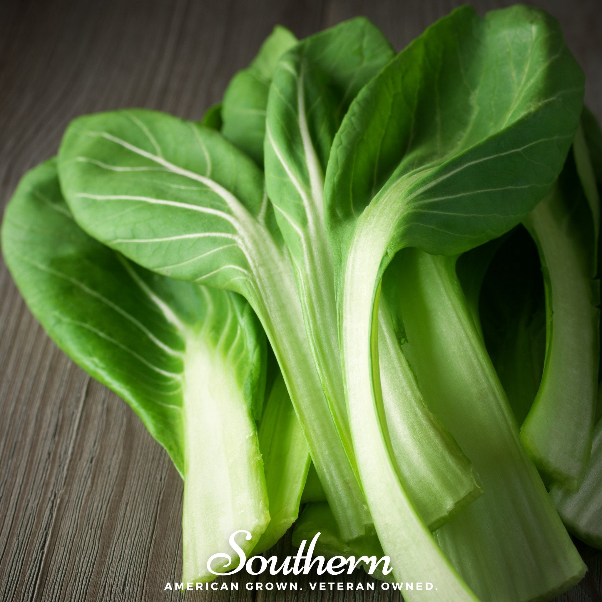 Mustard, Tatsoi (Brassica rapa) - 100 Seeds seed packet from Seed Therapy – American - grown, heirloom seeds