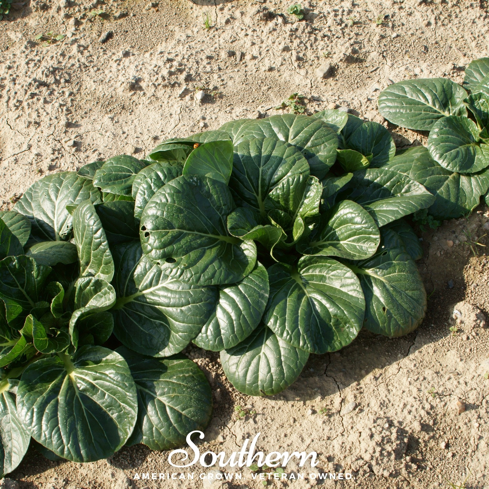 Mustard, Tatsoi (Brassica rapa) - 100 Seeds seed packet from Seed Therapy – American - grown, heirloom seeds