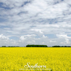 Mustard, Yellow (Sinapis alba) - 200 Seeds seed packet from Seed Therapy – American - grown, heirloom seeds