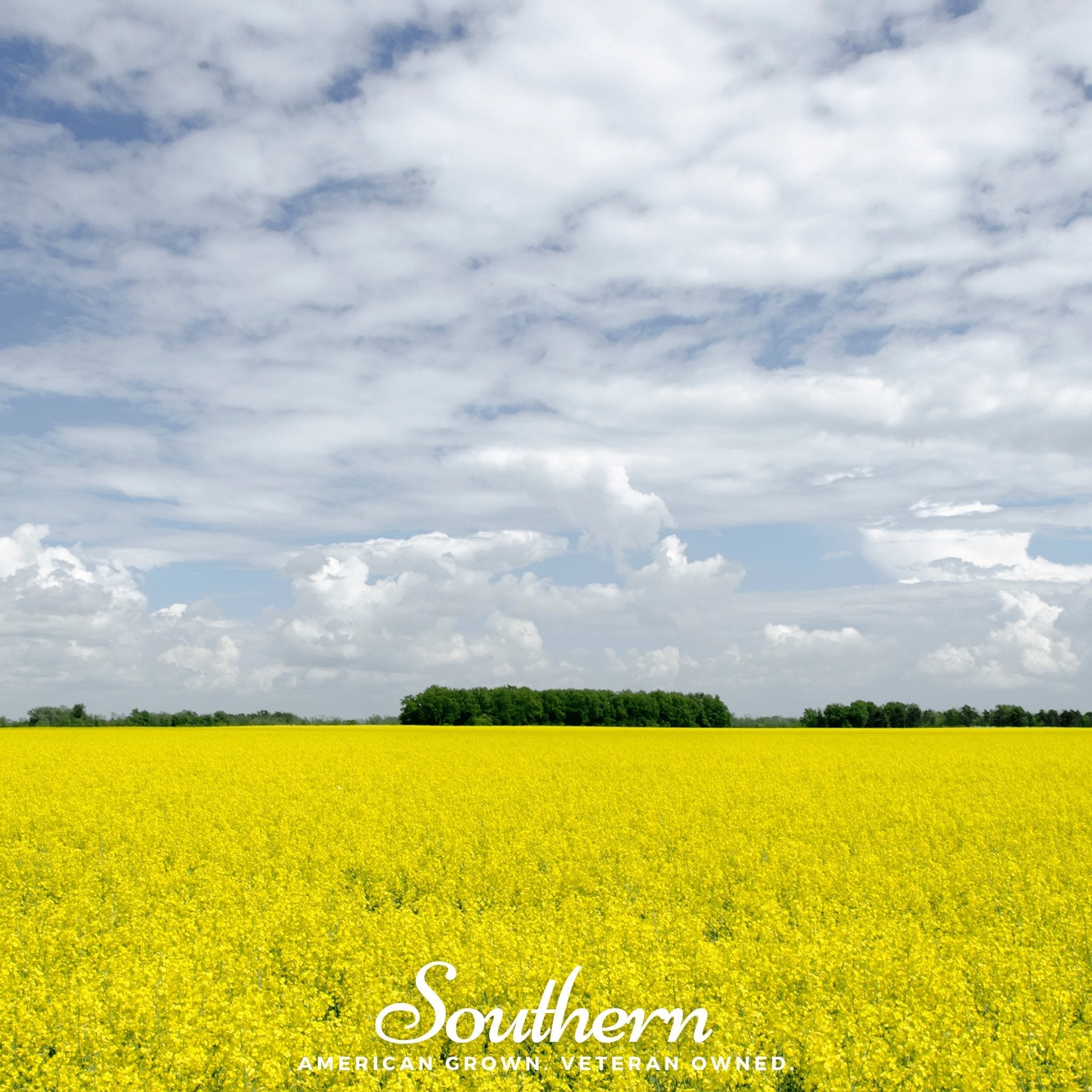 Mustard, Yellow (Sinapis alba) - 200 Seeds seed packet from Seed Therapy – American - grown, heirloom seeds