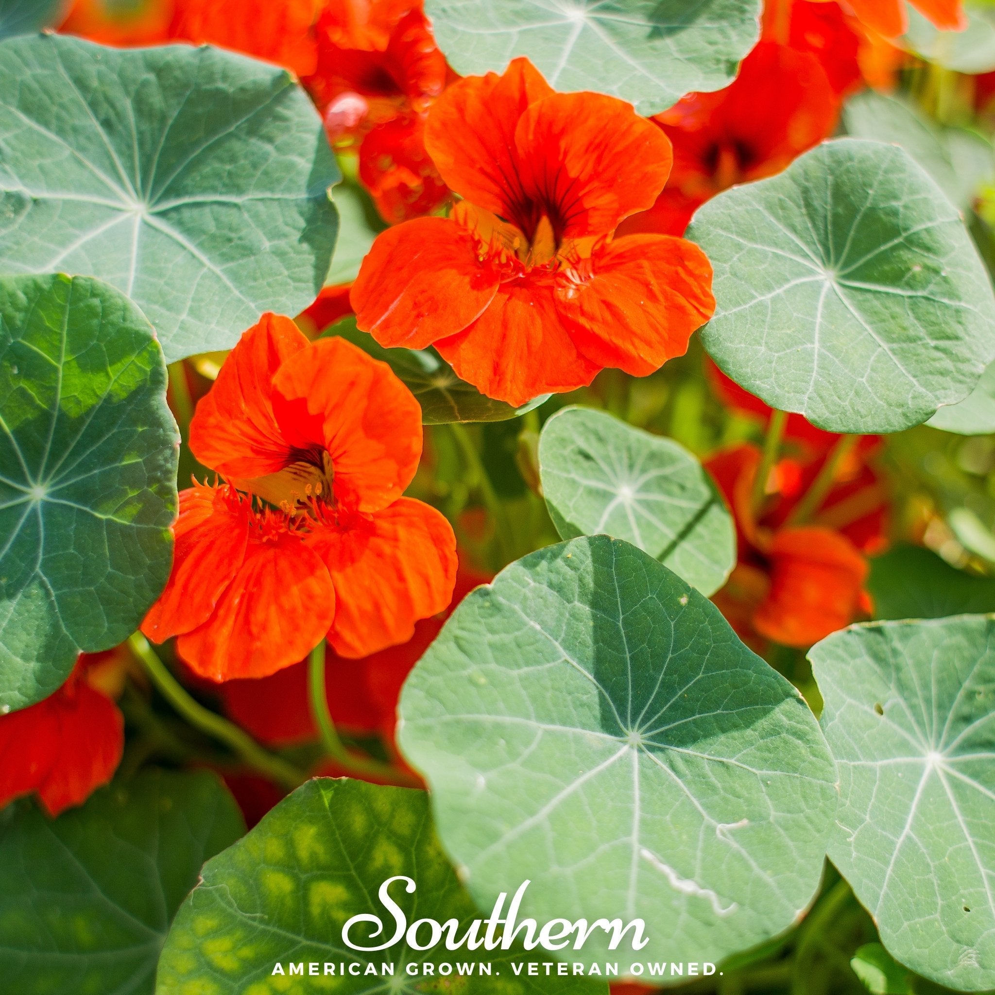 Nasturtium, Empress of India (Tropaeolum nanum) - 25 Seeds seed packet from Seed Therapy – American - grown, heirloom seeds