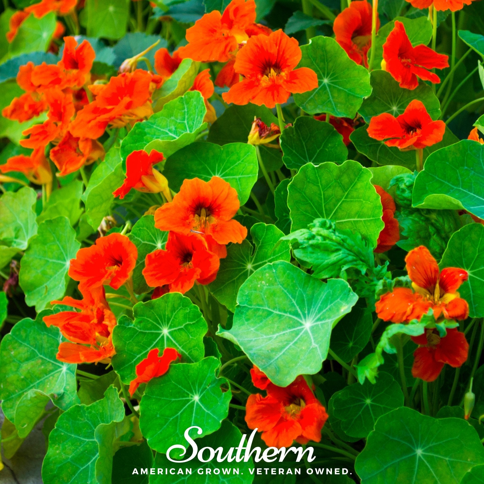 Nasturtium, Empress of India (Tropaeolum nanum) - 25 Seeds seed packet from Seed Therapy – American - grown, heirloom seeds
