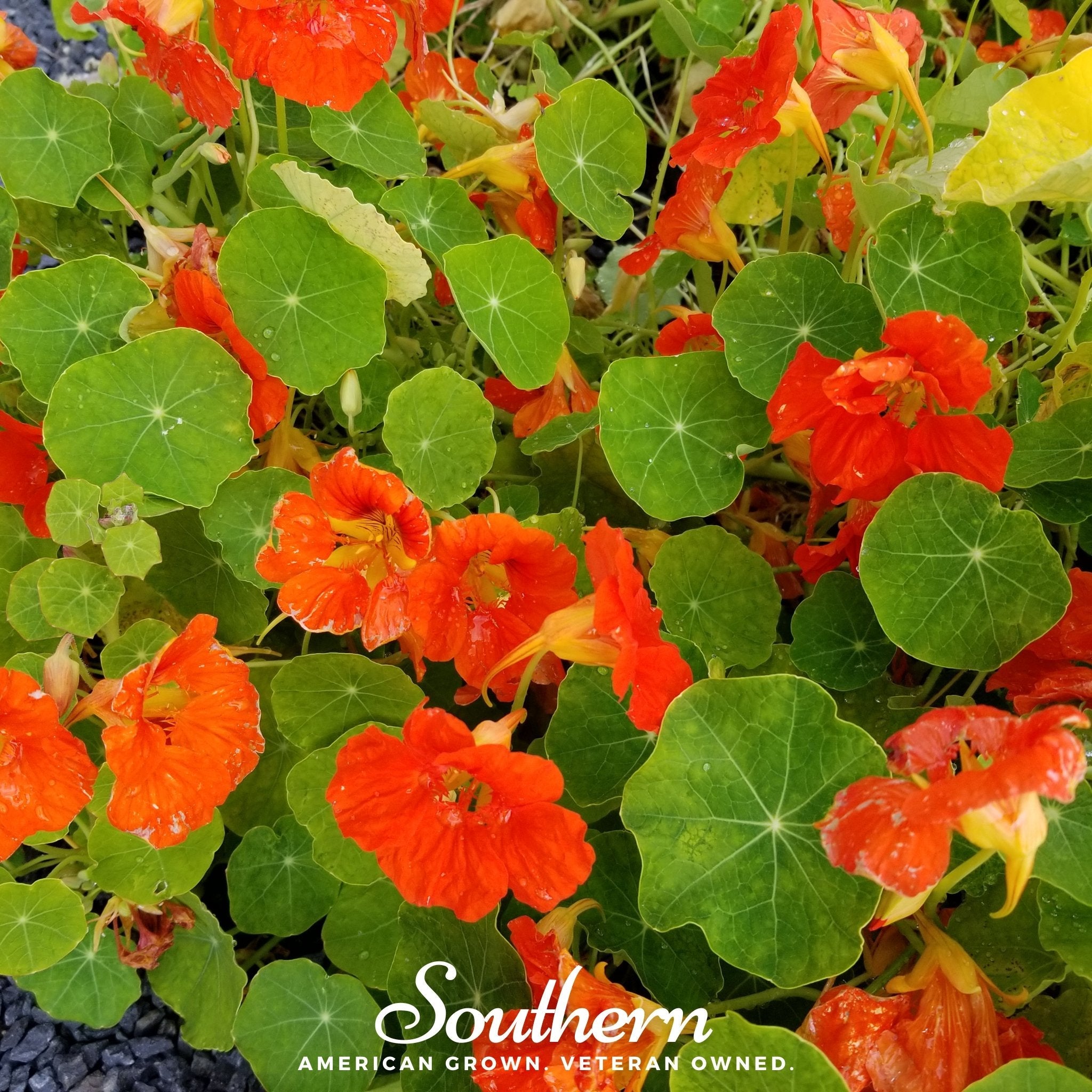 Nasturtium, Empress of India (Tropaeolum nanum) - 25 Seeds seed packet from Seed Therapy – American - grown, heirloom seeds