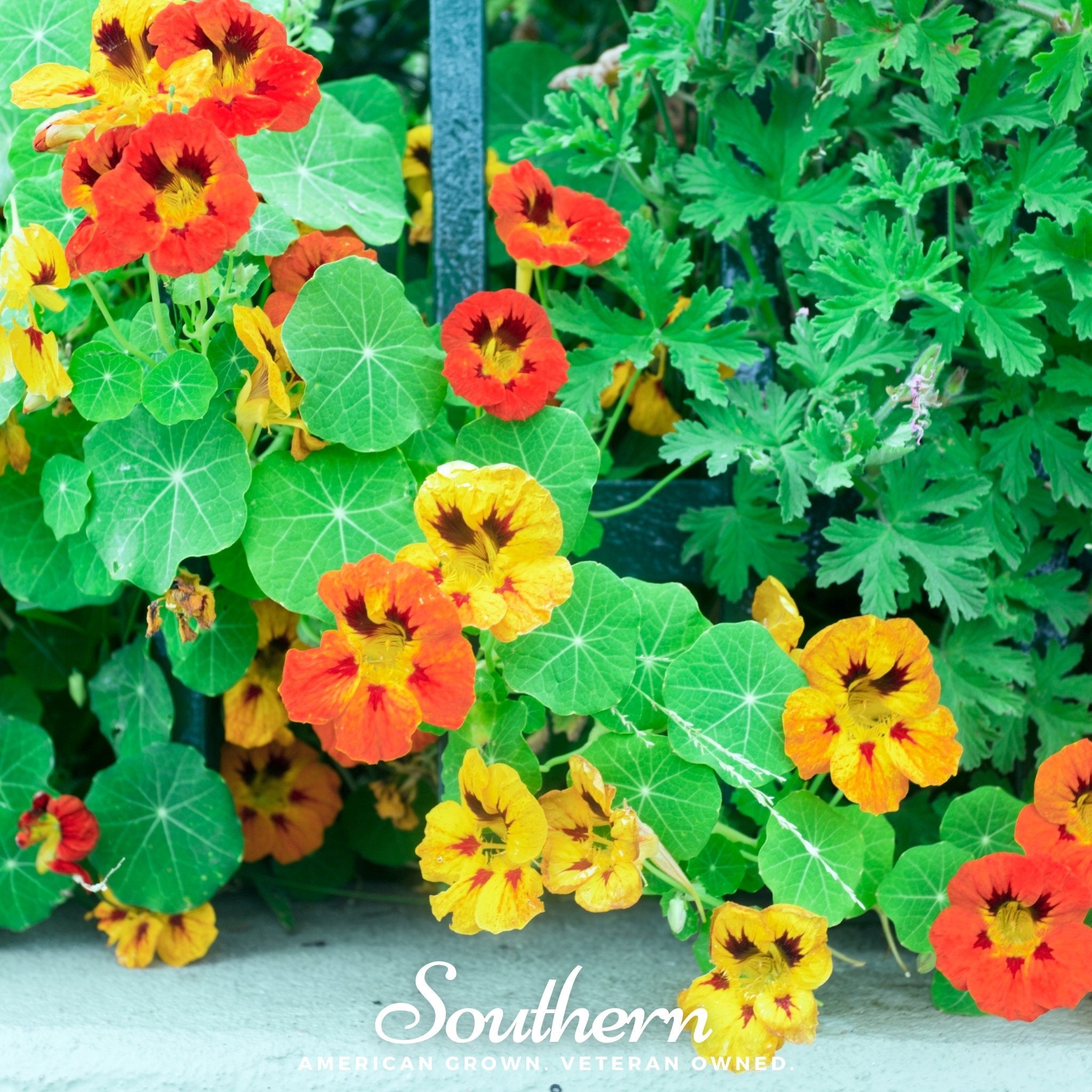 Nasturtium, Jewel Mix (Tropaeolum nanum) - 25 Seeds seed packet from Seed Therapy – American - grown, heirloom seeds