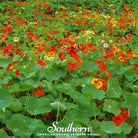 Nasturtium, Jewel Mix (Tropaeolum nanum) - 25 Seeds seed packet from Seed Therapy – American - grown, heirloom seeds