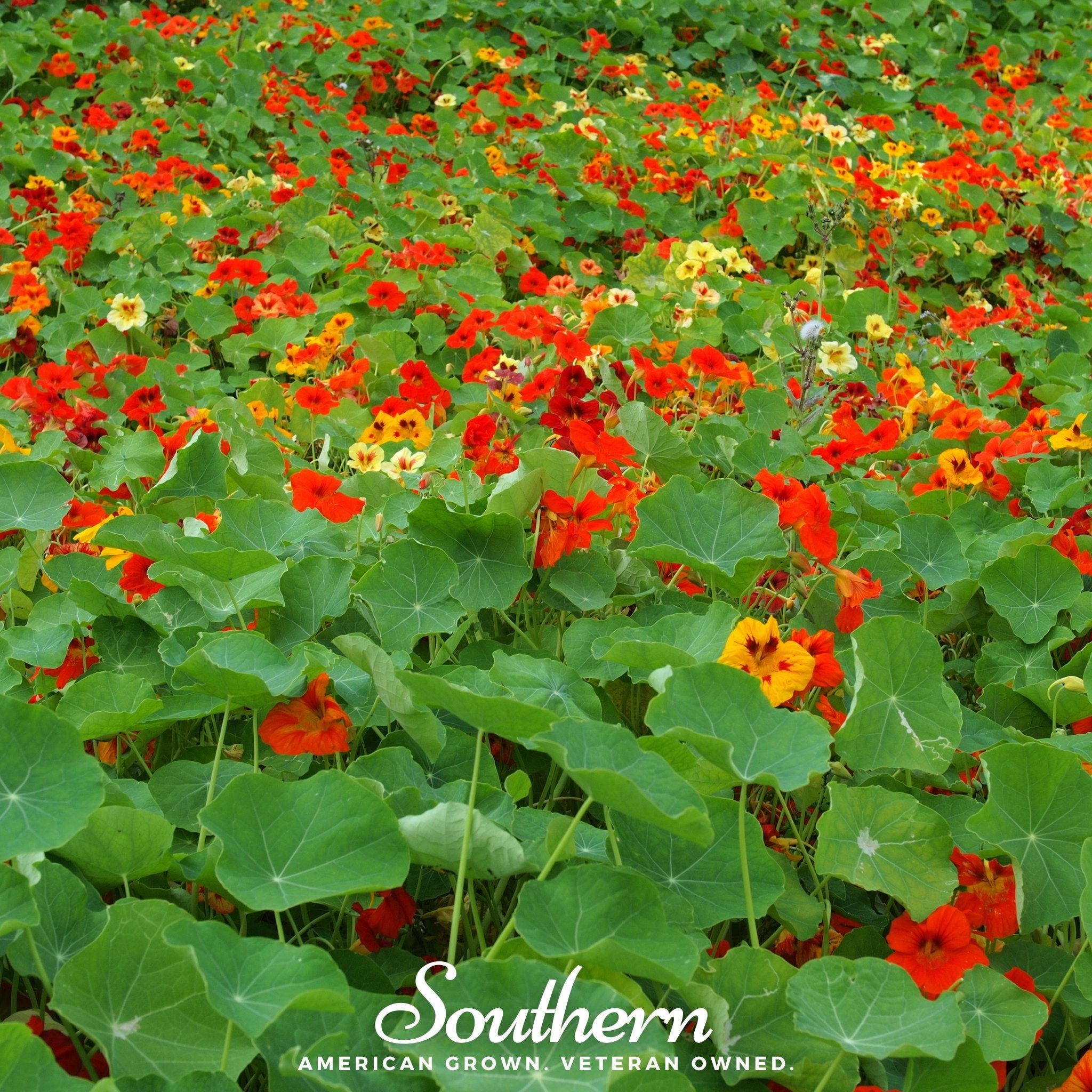 Nasturtium, Jewel Mix (Tropaeolum nanum) - 25 Seeds seed packet from Seed Therapy – American - grown, heirloom seeds