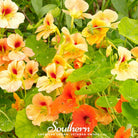 Nasturtium, Jewel Mix (Tropaeolum nanum) - 25 Seeds seed packet from Seed Therapy – American - grown, heirloom seeds