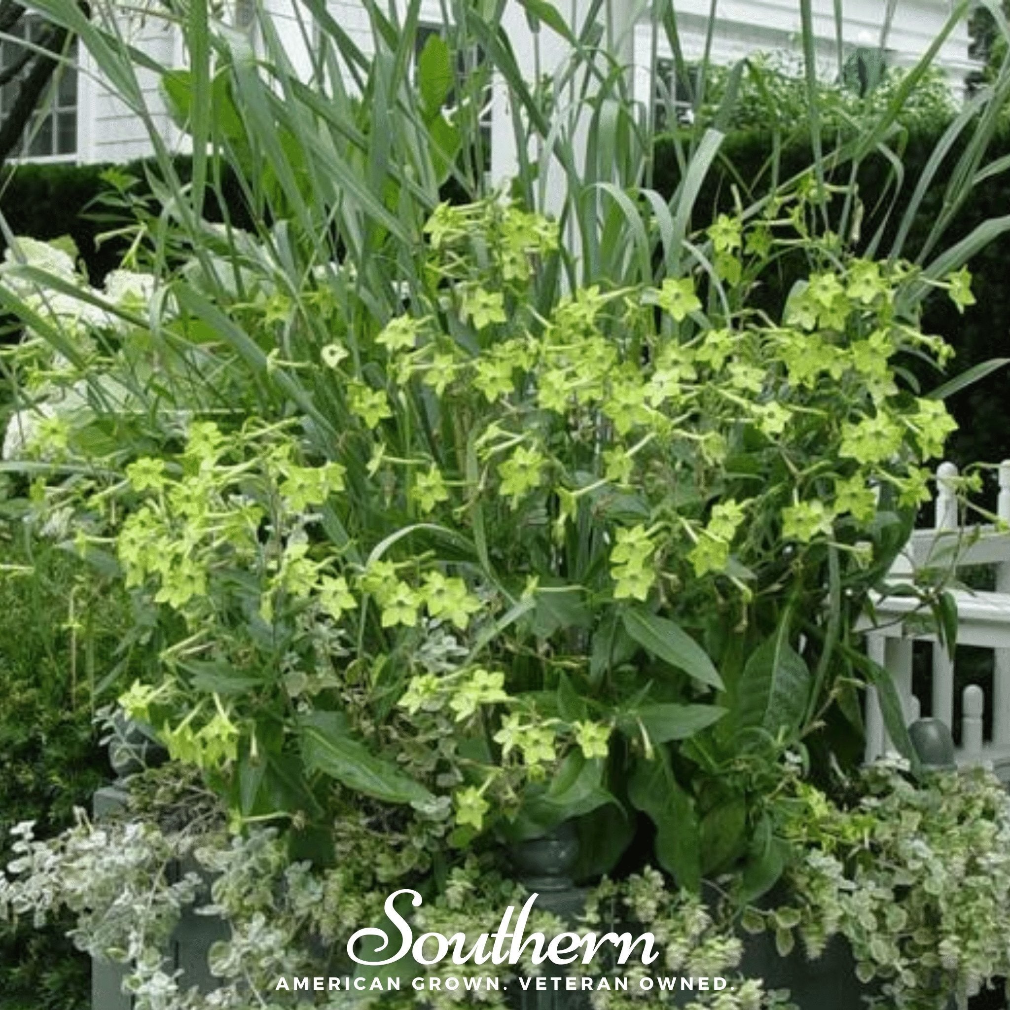 Nicotiana, Lime Green (Nicotiana alata) - 100 Seeds seed packet from Seed Therapy – American - grown, heirloom seeds