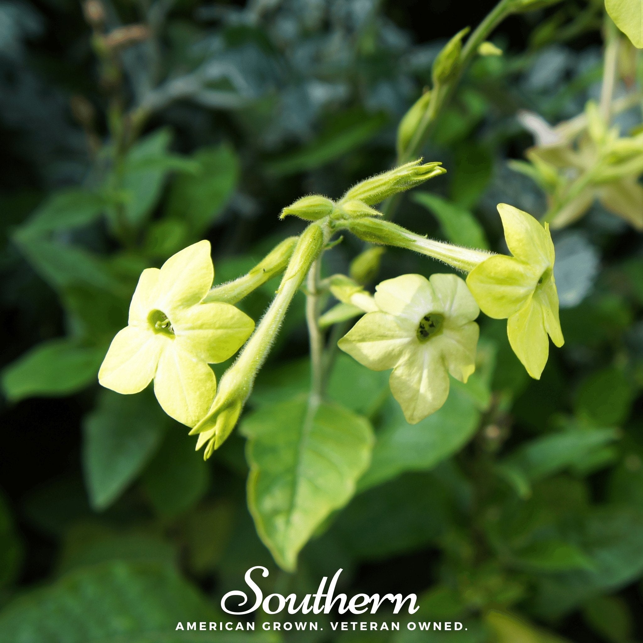 Nicotiana, Lime Green (Nicotiana alata) - 100 Seeds seed packet from Seed Therapy – American - grown, heirloom seeds