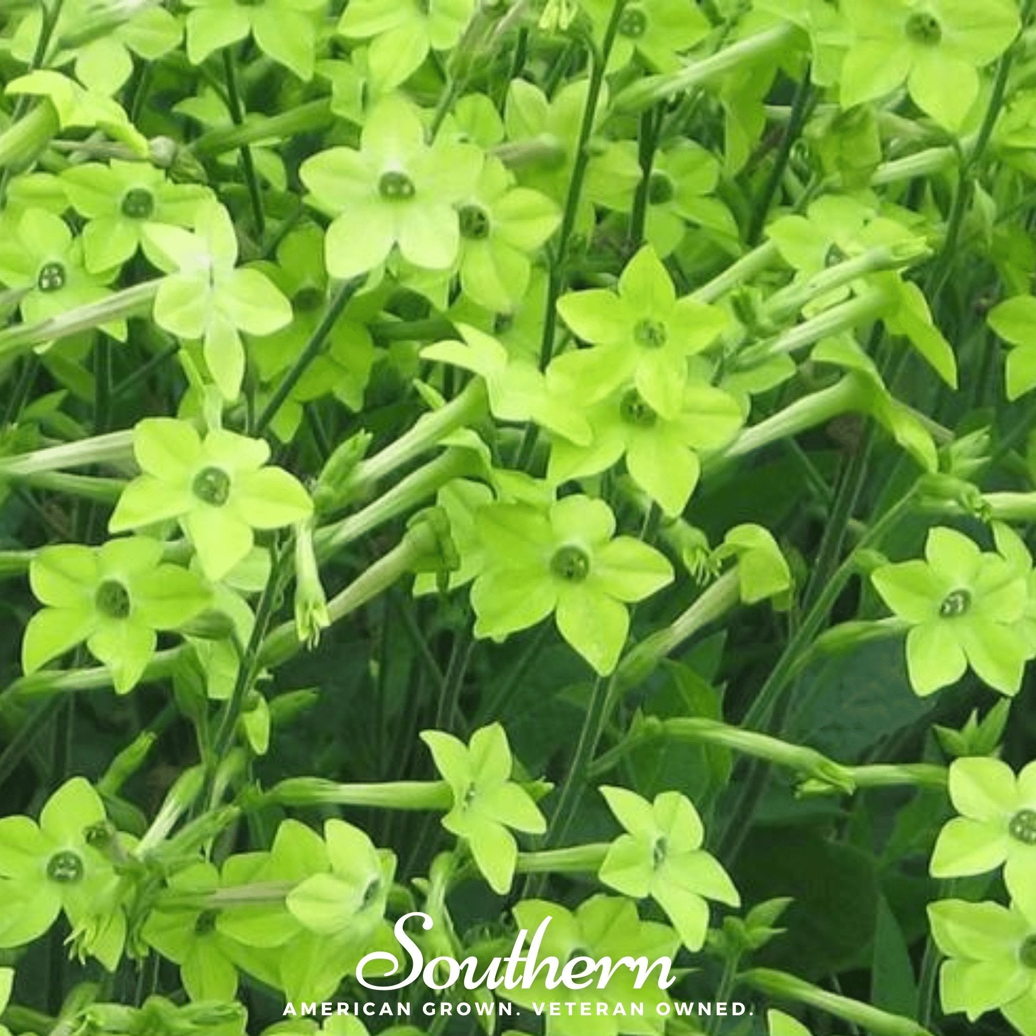 Nicotiana, Lime Green (Nicotiana alata) - 100 Seeds seed packet from Seed Therapy – American - grown, heirloom seeds