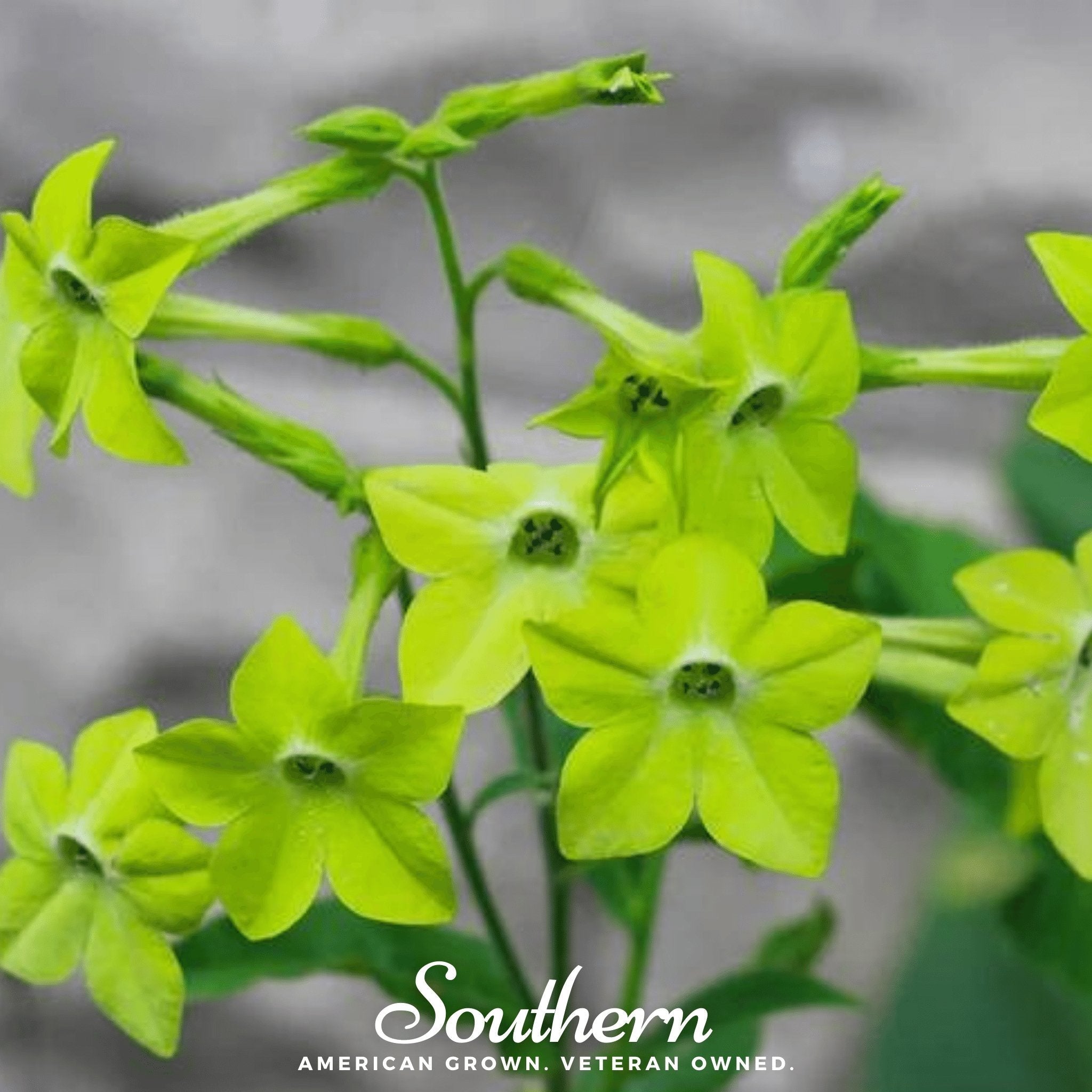 Nicotiana, Lime Green (Nicotiana alata) - 100 Seeds seed packet from Seed Therapy – American - grown, heirloom seeds