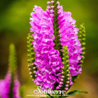 Obedient Plant (Physostegia virginiana) - 25 seeds seed packet from Seed Therapy – American - grown, heirloom seeds