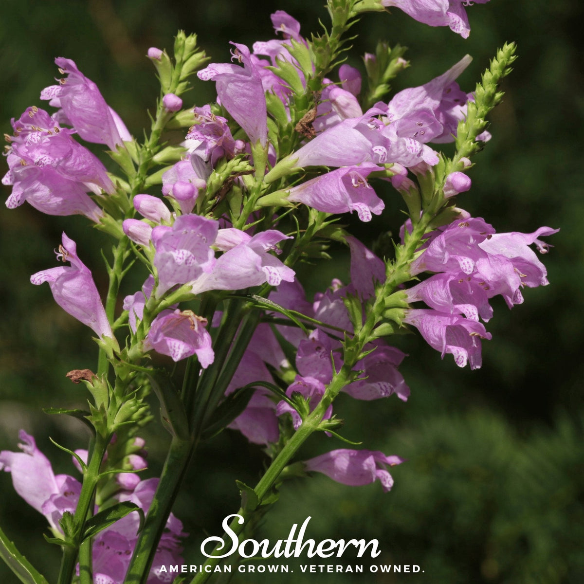 growing obedient plant from seed Obedient Plant (Physostegia virginiana) - 25 seeds