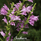 Obedient Plant (Physostegia virginiana) - 25 seeds seed packet from Seed Therapy – American - grown, heirloom seeds