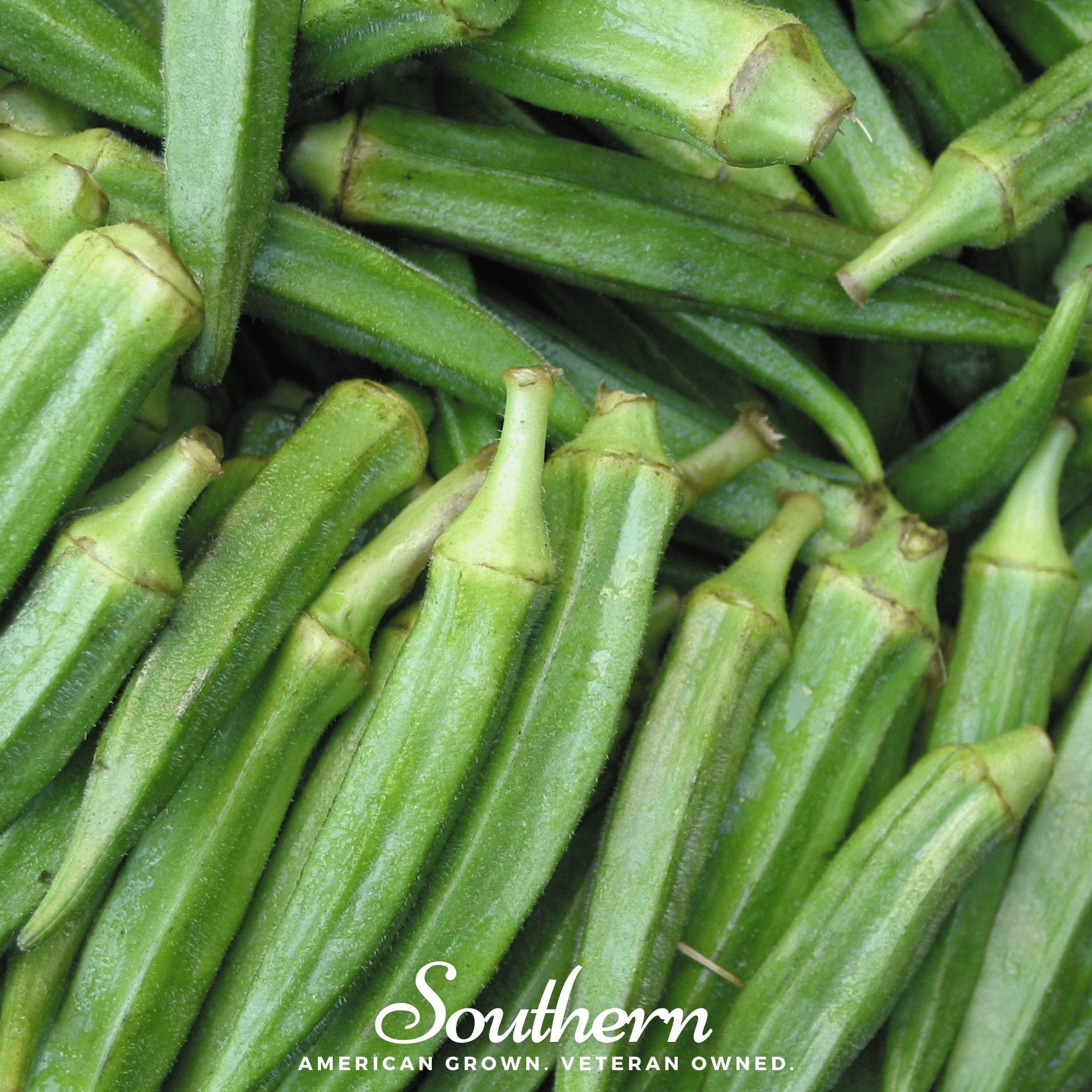 Okra, Clemson Spineless (Abelmoschus esculentus) - 50 Seeds seed packet from Seed Therapy – American - grown, heirloom seeds