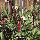 Okra, Red Burgundy (Abelmoschus esculentus) - 50 Seeds seed packet from Seed Therapy – American - grown, heirloom seeds