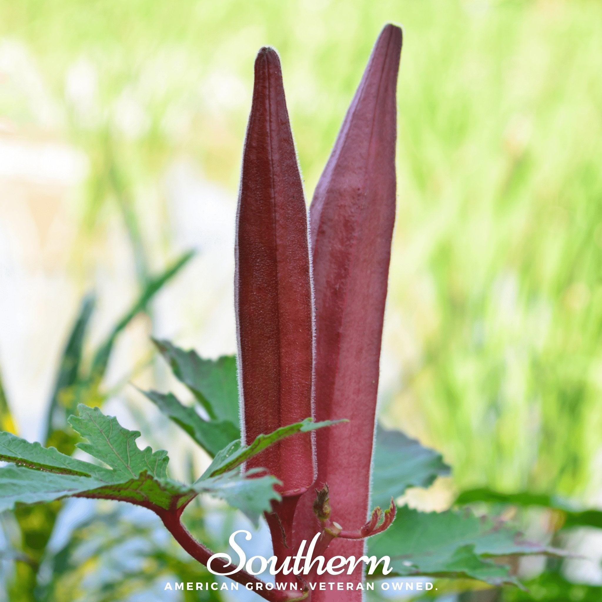 Okra, Red Burgundy (Abelmoschus esculentus) - 50 Seeds seed packet from Seed Therapy – American - grown, heirloom seeds