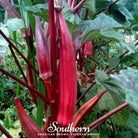 Okra, Red Burgundy (Abelmoschus esculentus) - 50 Seeds seed packet from Seed Therapy – American - grown, heirloom seeds