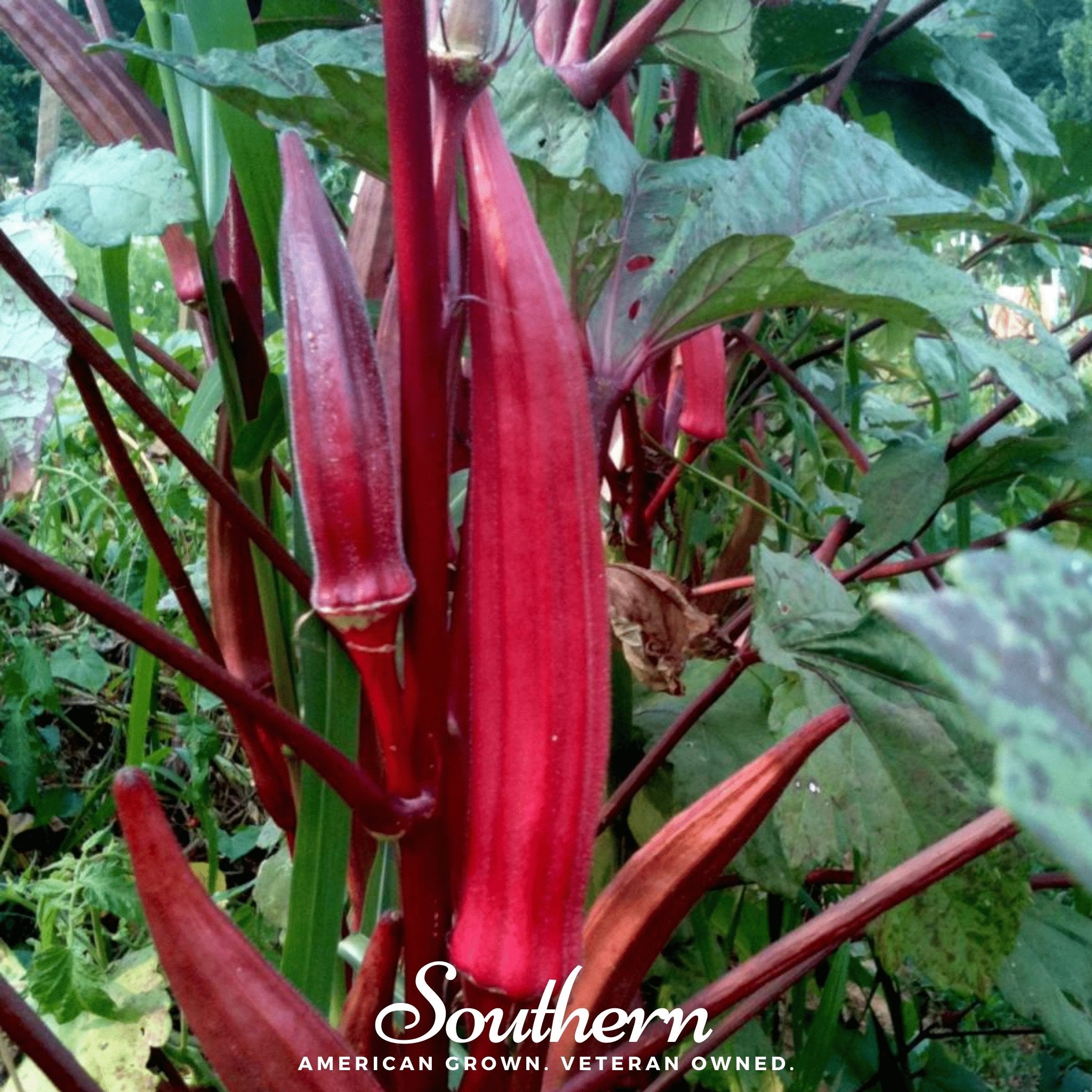 Okra, Red Burgundy (Abelmoschus esculentus) - 50 Seeds seed packet from Seed Therapy – American - grown, heirloom seeds