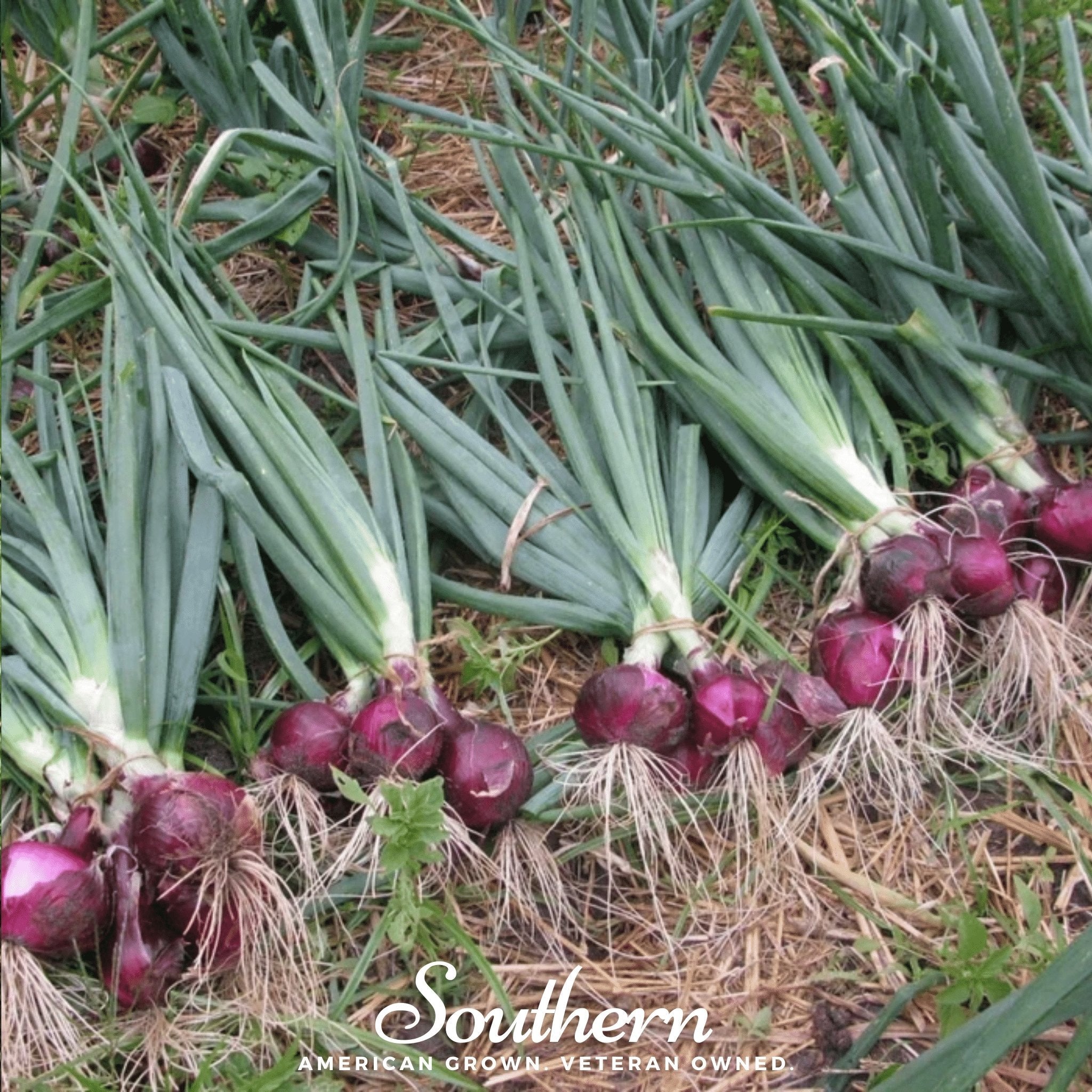 Onion, Red Burgundy (Allium cepa) - 200 Seeds seed packet from Seed Therapy – American - grown, heirloom seeds